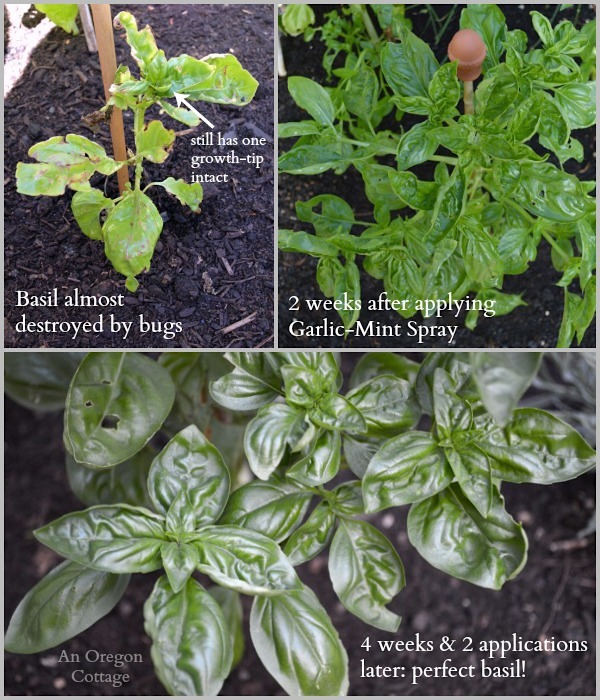 Bug-Eaten Basil Before and After homemade Garlic-Mint Garden Insect Spray 