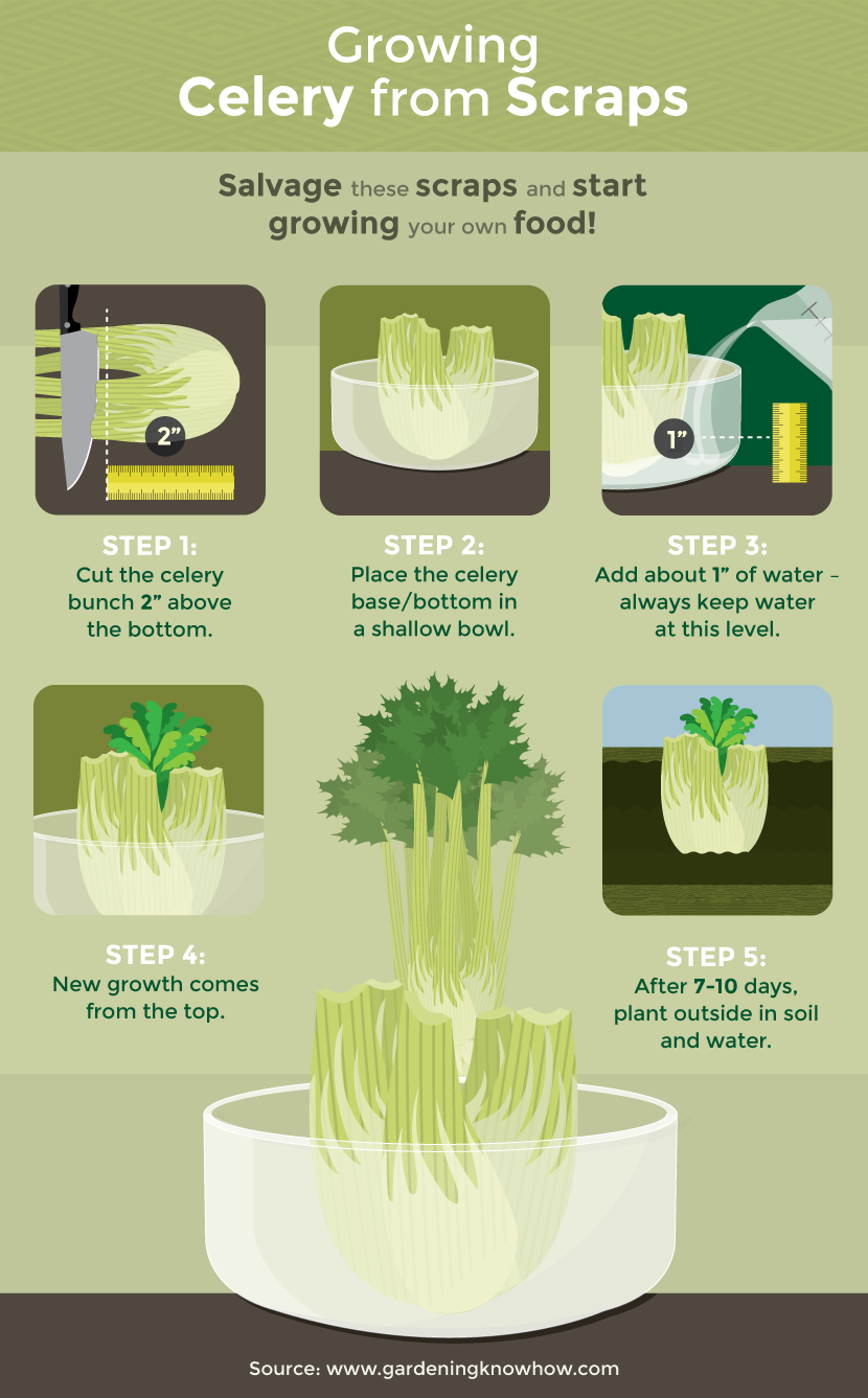  Growing Celery From Scraps