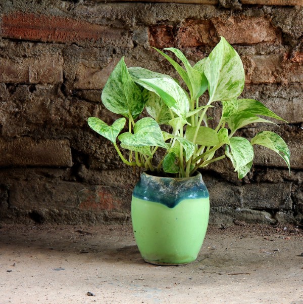 Devil's ivy growing in a ceramic pot
