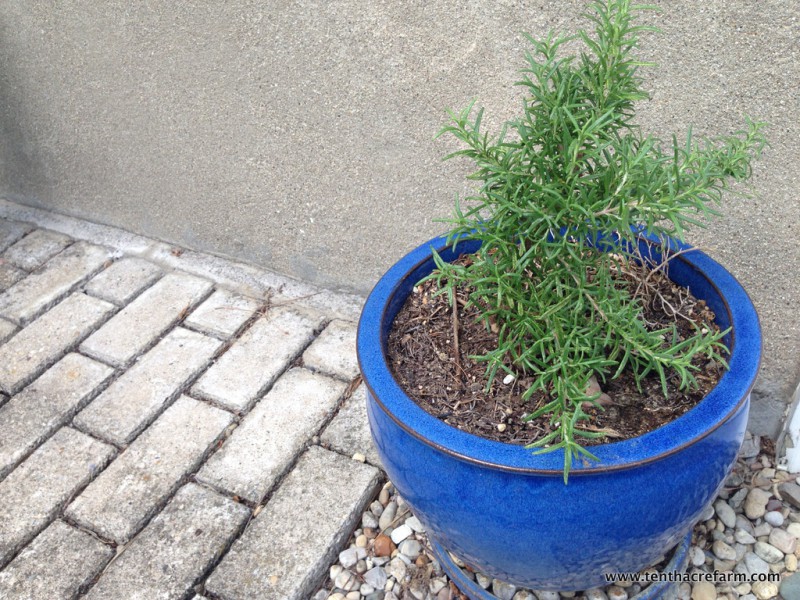 The Secret to Keeping Rosemary Alive Indoors: Growing rosemary indoors is a little tricky. If you experience cold winters, follow these tips to keep your potted rosemary alive inside.