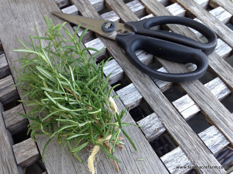 The Secret to Keeping Rosemary Alive Indoors: Growing rosemary indoors is a little tricky. If you experience cold winters, follow these tips to keep your potted rosemary alive inside.