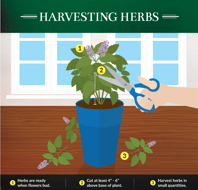 Kitchen Gardening - How to Harvest Herbs Properly
