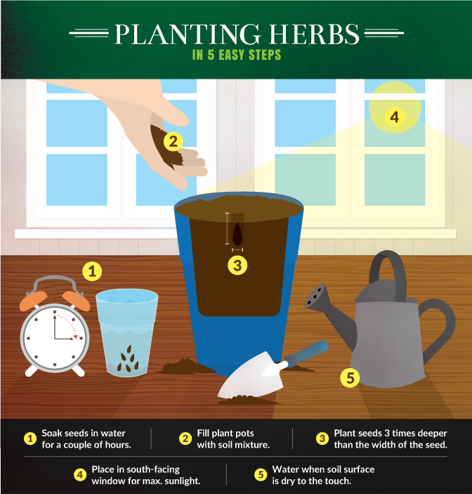 Kitchen Gardening - Planting Herbs in Five Easy Steps