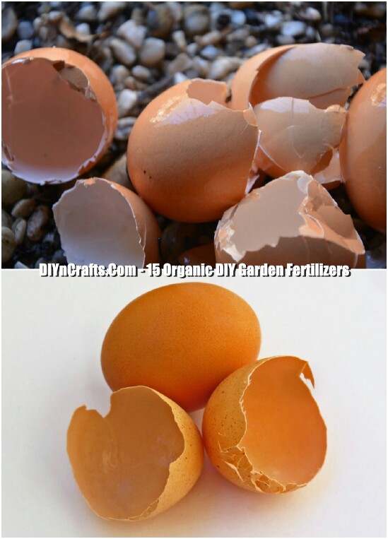 Egg Shell Fertilizer