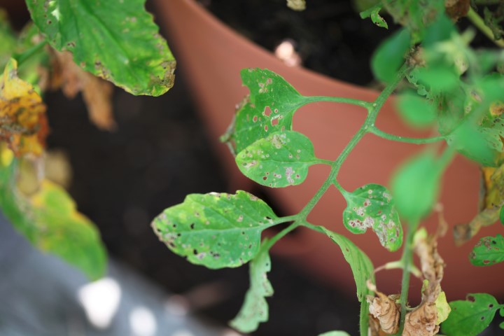 Tomato leaf holes
