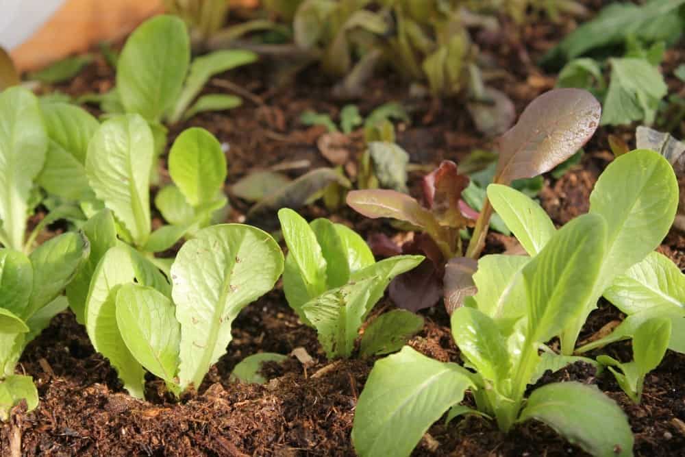 Easy crops for beginner gardeners lettuce