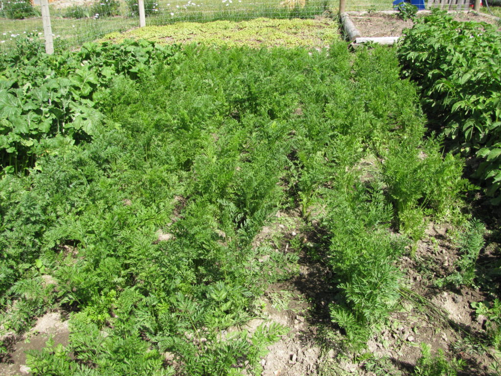 how to grow carrots, vegetable gardening