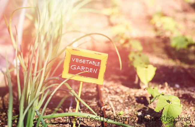 Vegetable Gardening - What to Plant in June