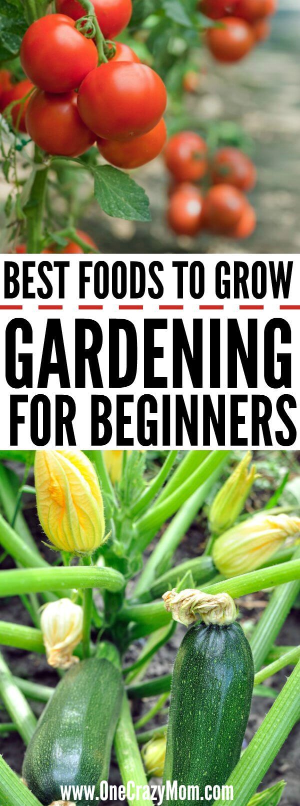 Home Gardening for Beginners. What to grow in a garden for beginners. Gardening for Beginners. Learn all about vegetable gardening for beginners. These are easy foods to grow in the vegetable garden.