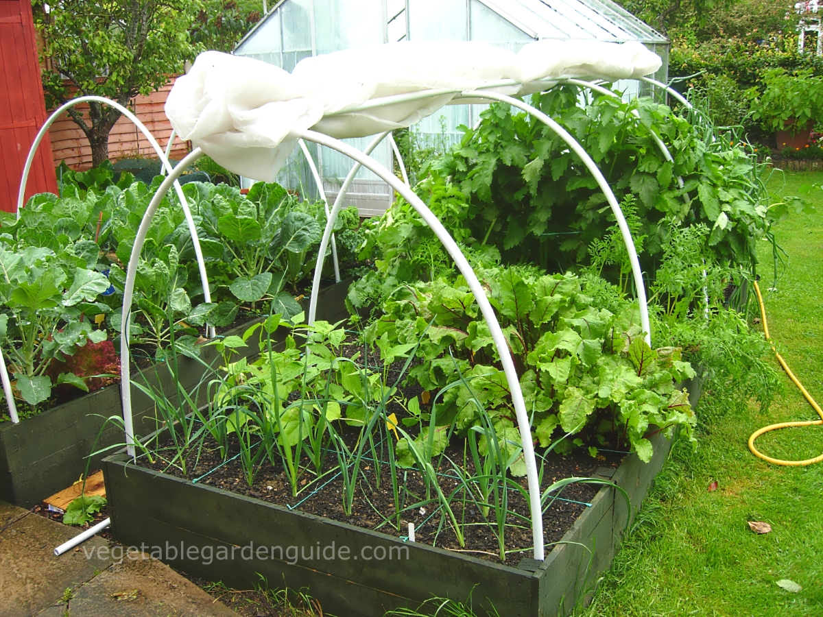 Building Raised Beds For Easier, Successful Vegetable Growing