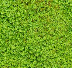 Garden Moss Indoors – Lush Green Groundcover