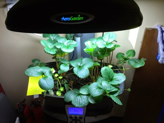 LED Grow Lights – Efficient, Low-Maintenance Lighting for Your Indoor Garden