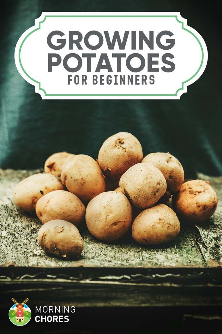 Newbie’s Guide to Growing Big & Healthy Potatoes