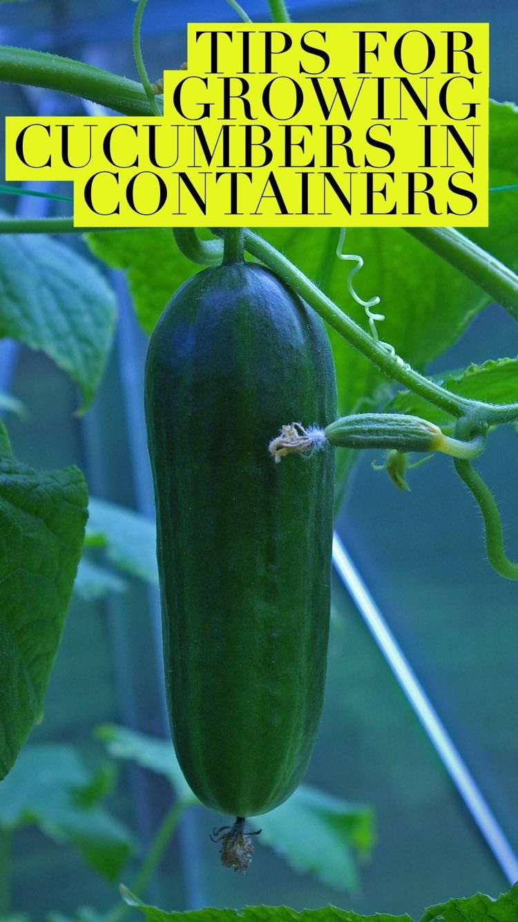 Grow Cucumbers in Pots with these easy pointers Big Gardening