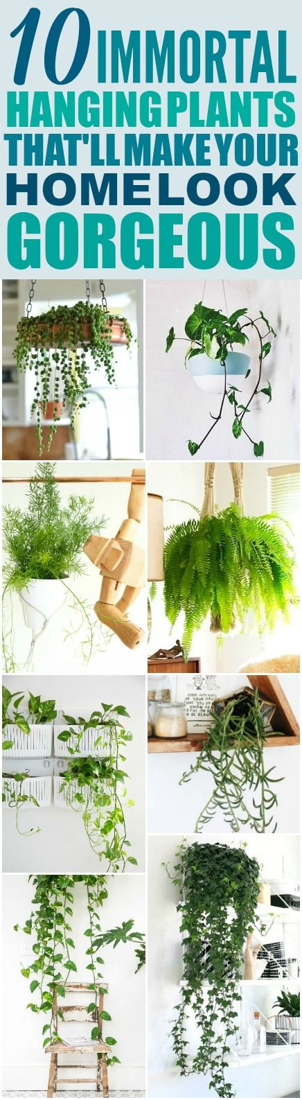 10 Hanging Plants That’ll Make Your Home Look Remarkable – Big Gardening