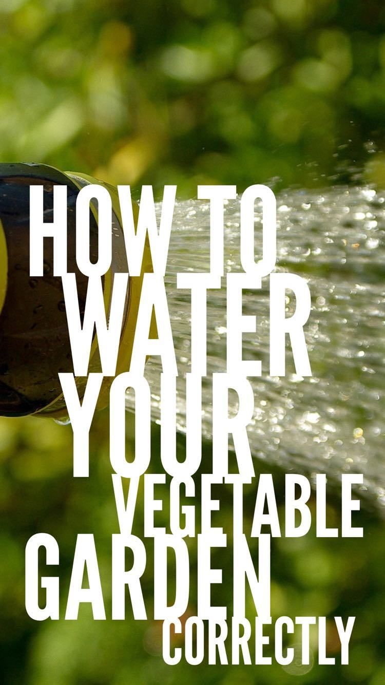 How To Water Your Vegetable Garden