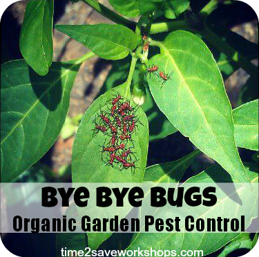 Organic Vegetable Garden Insect Control – Big Gardening