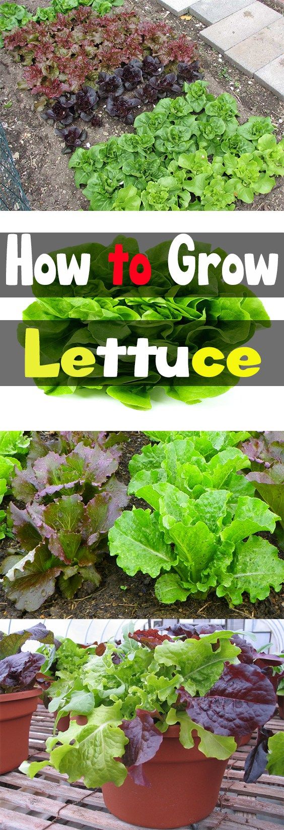 How to Grow Lettuce Big Gardening