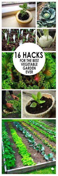 Veggie Garden Hacks: Do It Yourself Tips and Tricks