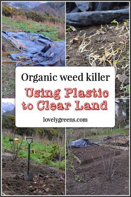 How to Use Black Plastic to Eliminate Weeds – Big Gardening