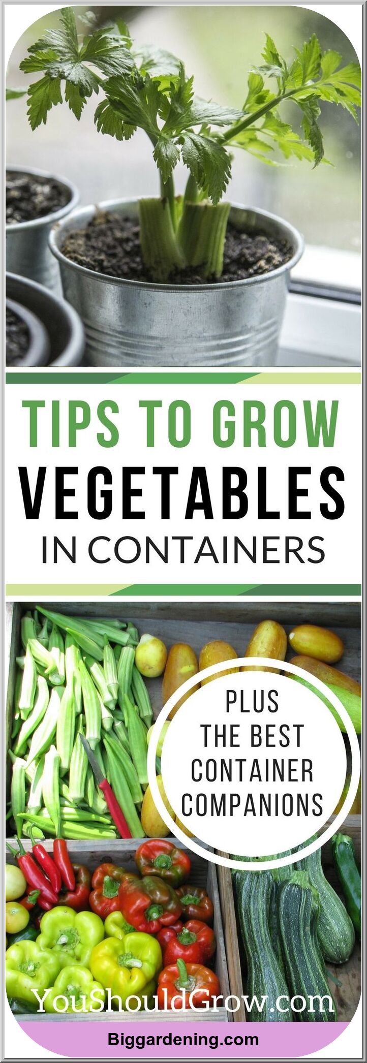 tips-to-grow-vegetables-in-containers-big-gardening