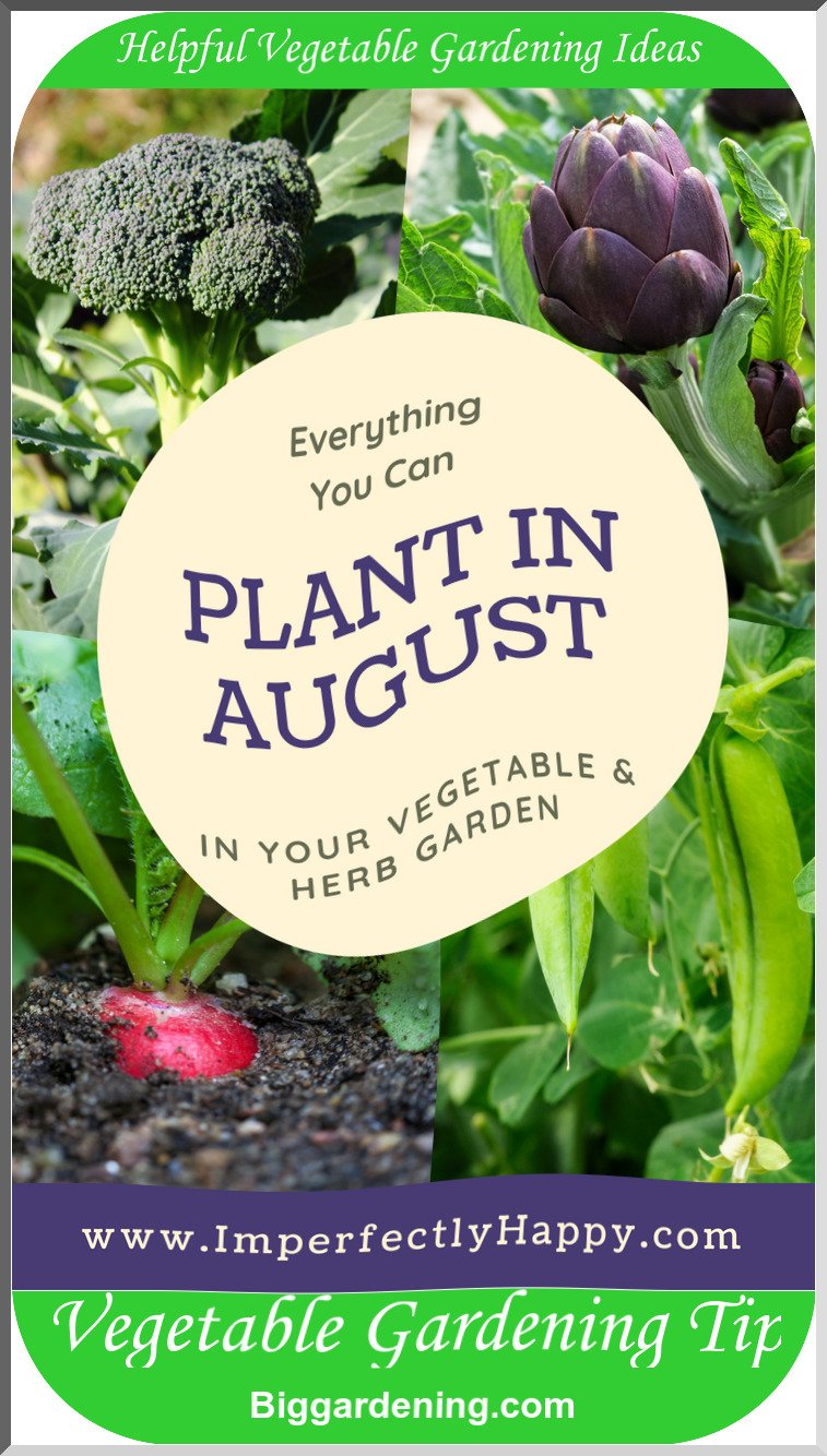 What You Can Plant in August for An Incredible Fall Garden Big Gardening