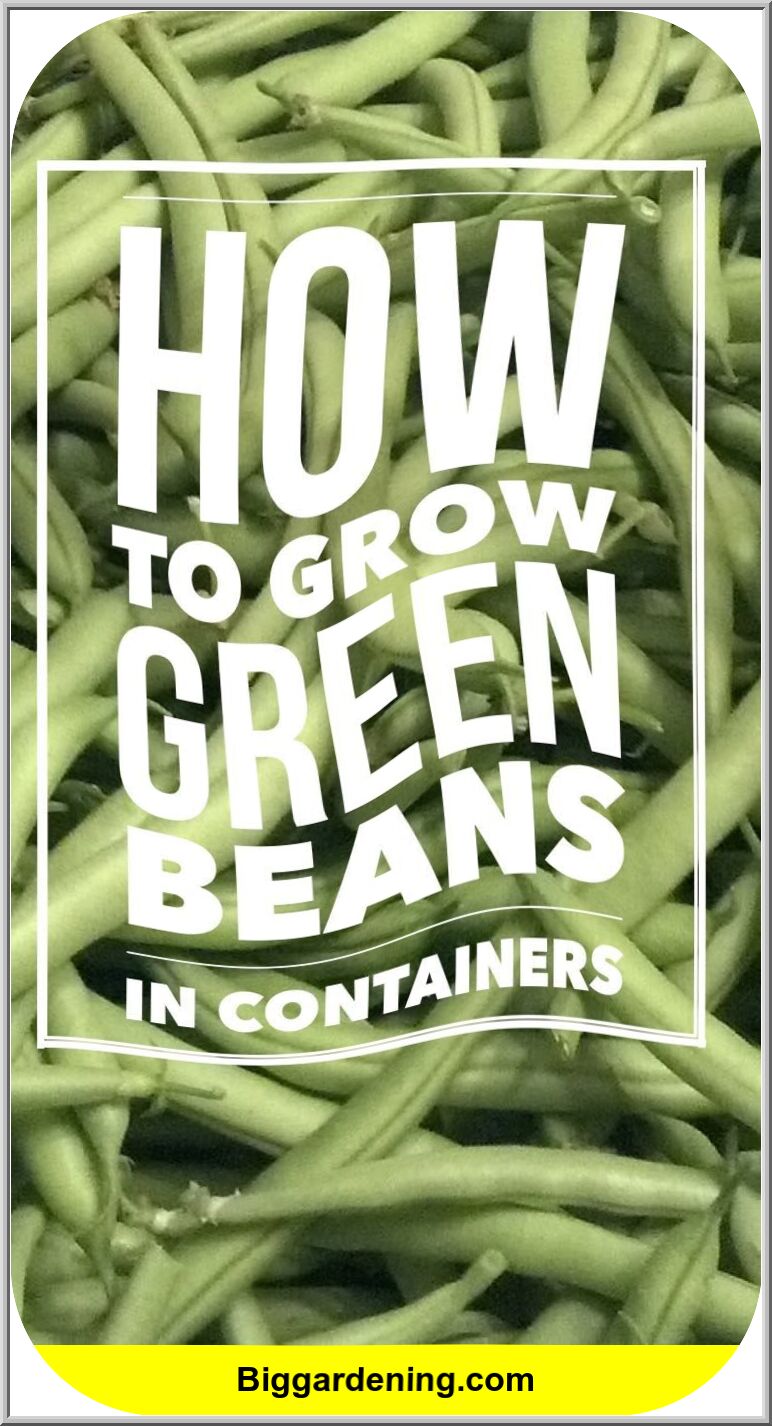 The Urban Gardener’s Guide to Growing Green Beans in Containers – Big ...