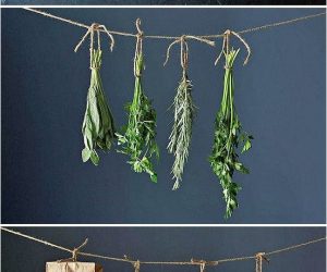 How To Grow And Maintain Natural Herbs