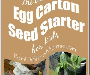 How To Make An Egg Carton Seed Starter for Children