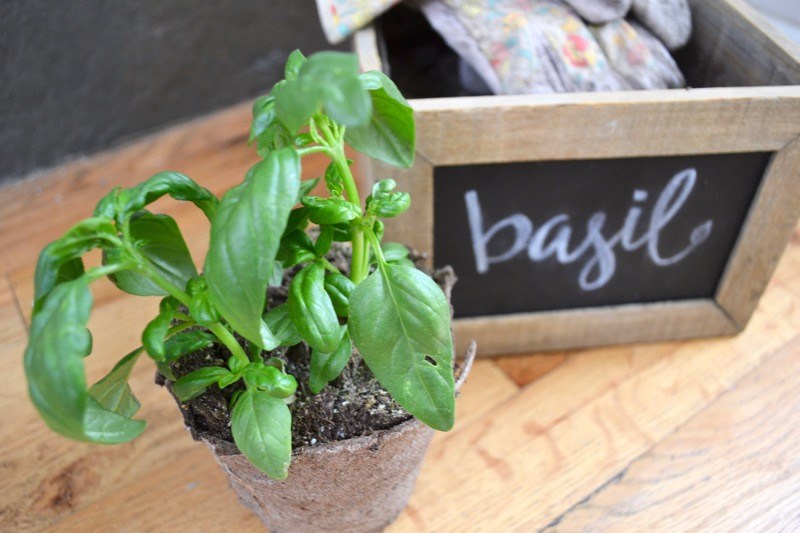 pruning basil