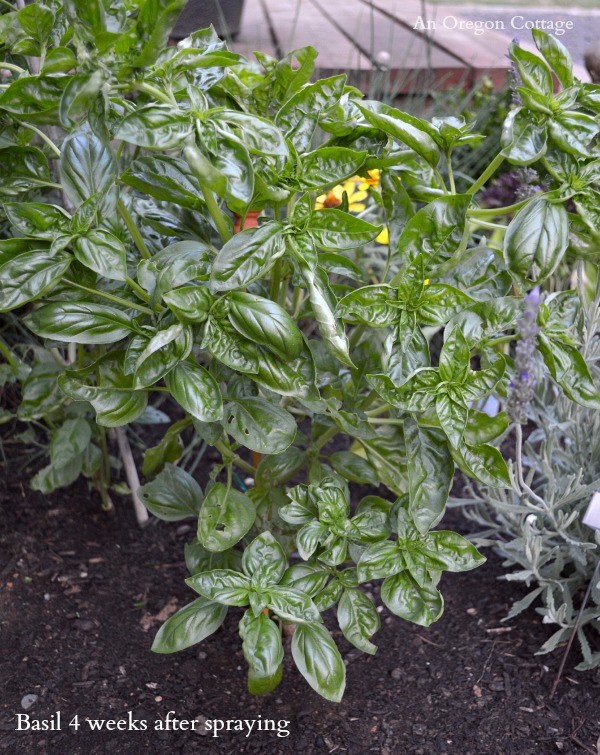 Bug-Eaten Basil After homemade Garlic-Mint Garden Insect Spray 