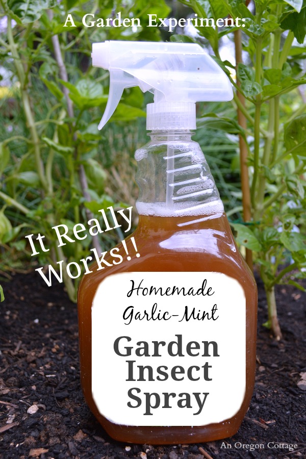 Homemade Garlic-Mint Garden Insect Spray