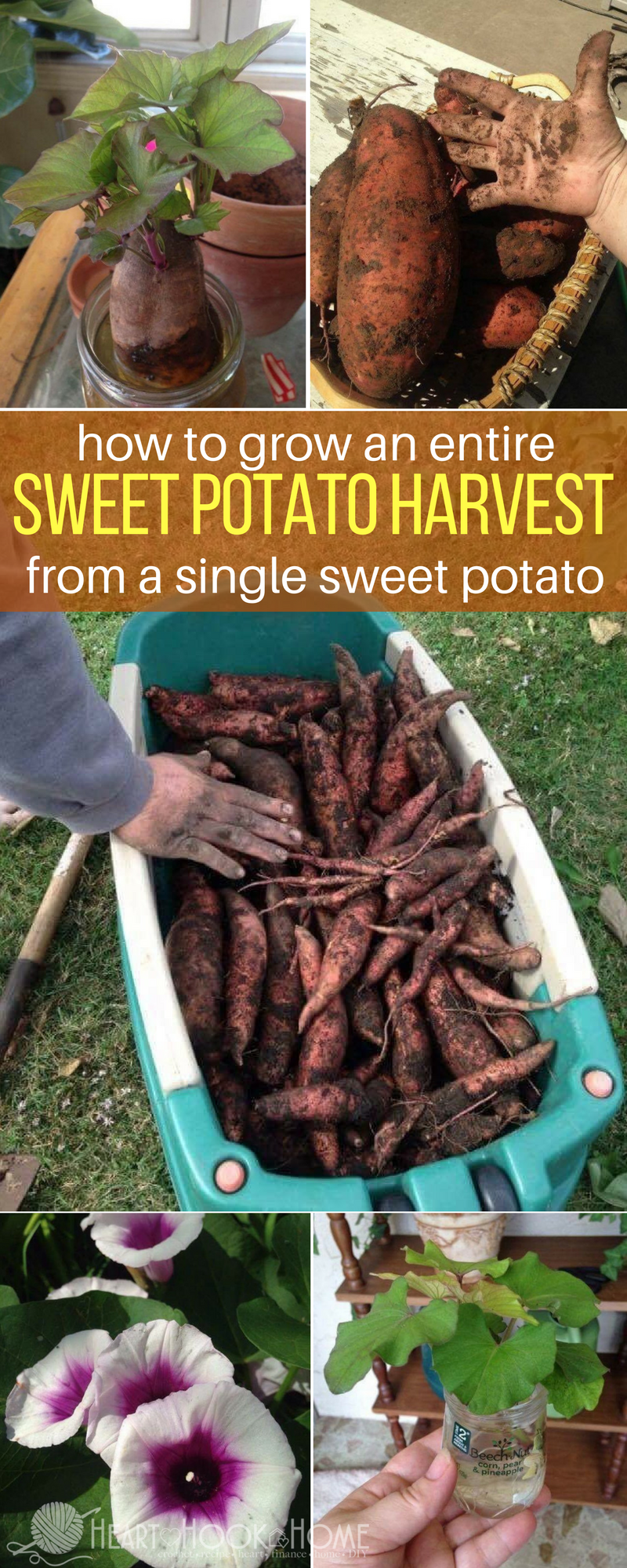 How to Grow Sweet Potatoes from Sweet Potato Slips