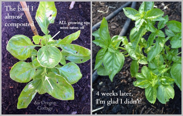 Most Bug-Eaten Basil Before and After homemade Garlic-Mint Garden Insect Spray 