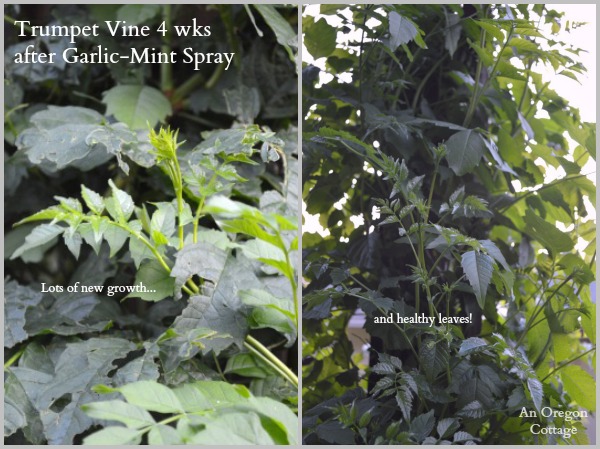 Trumpet Vine After Garlic-Mint Spray