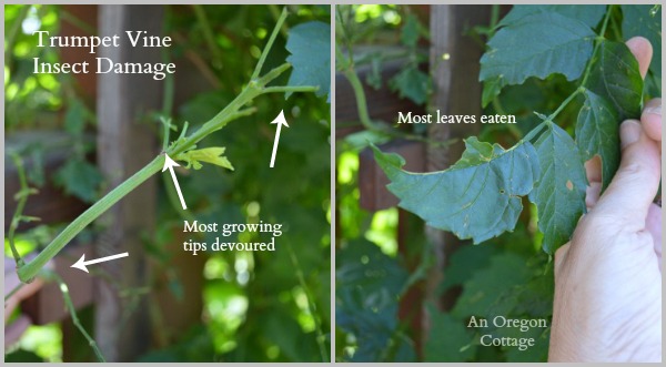 Trumpet Vine Insect Damage 