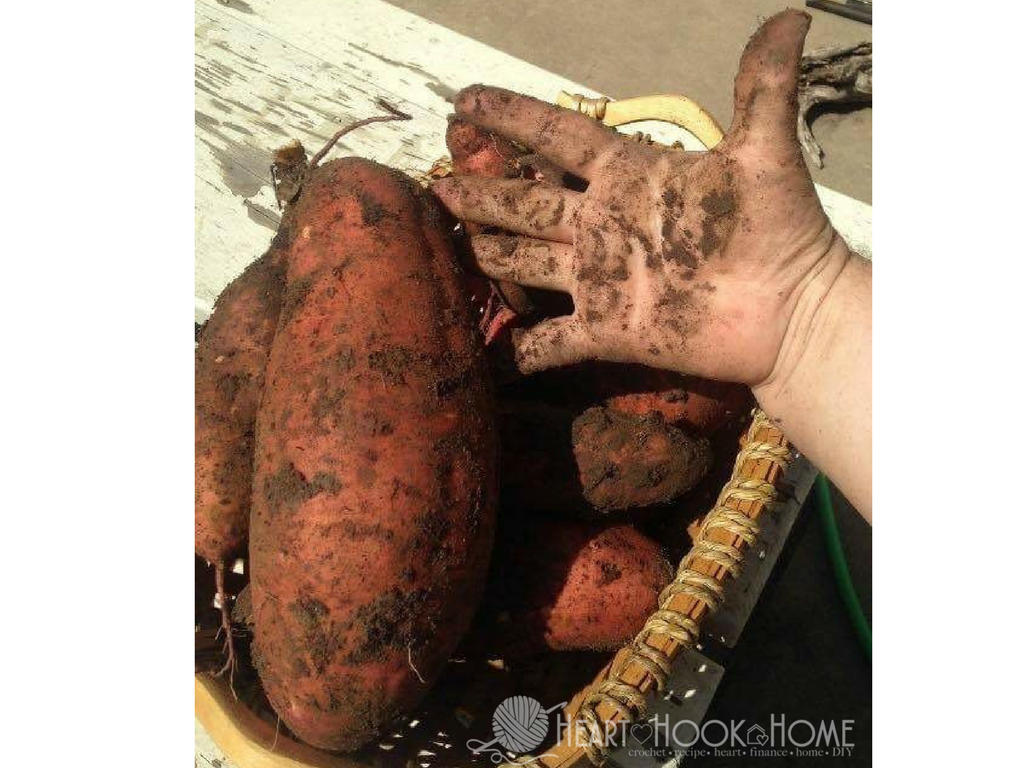 How to Grow Sweet Potatoes from Sweet Potato Slips