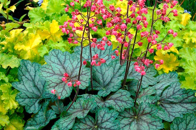 coral bells