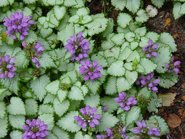 dead-nettle