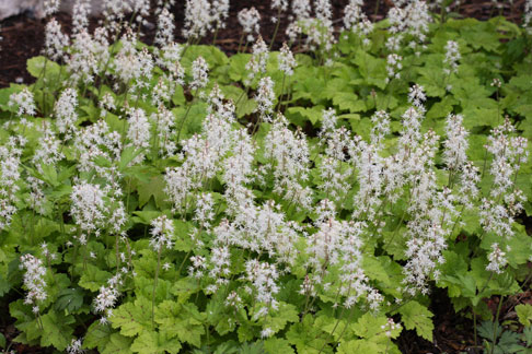 foam flower