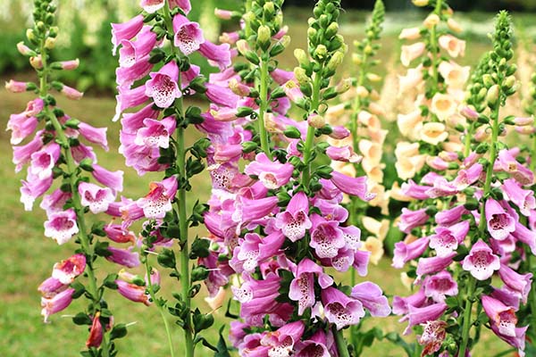 foxglove