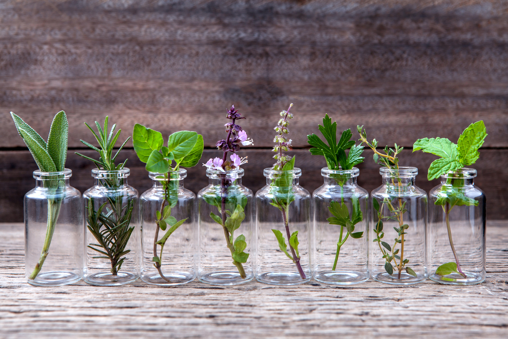 25 Herbs, Vegetables & Plants You Can Grow In Water