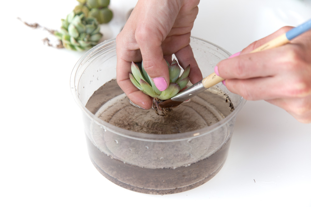 How to Grow Succulents for Beginners | FaithFoodFamilyFun