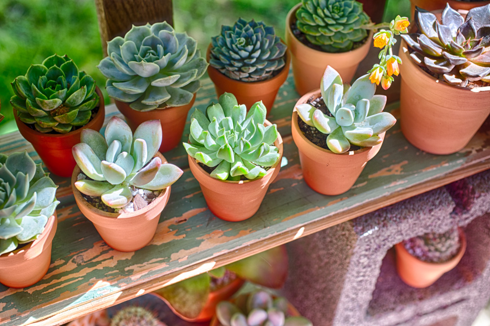 How to Grow Succulents for Beginners | FaithFoodFamilyFun