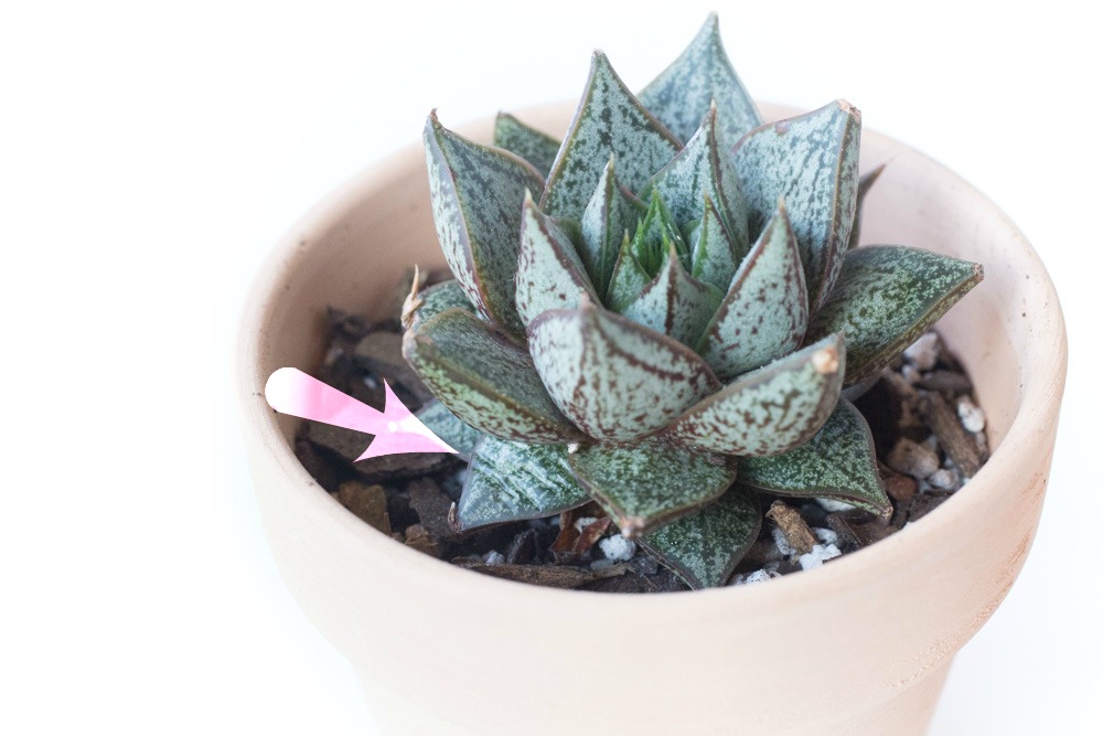 How to Grow Succulents for Beginners | FaithFoodFamilyFun