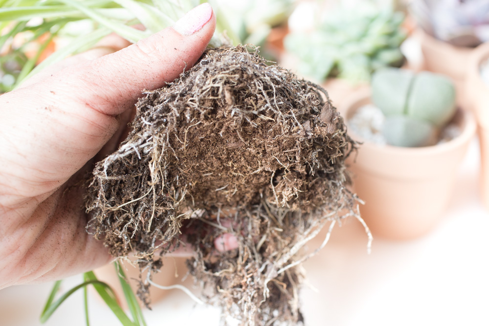 How to Grow Succulents for Beginners | FaithFoodFamilyFun