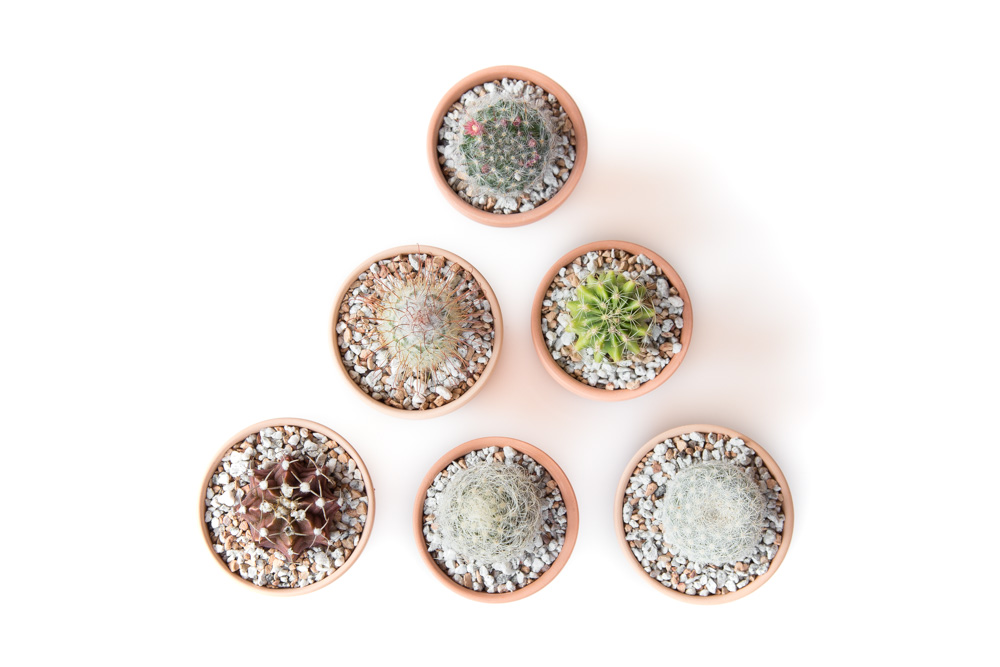 How to Grow Succulents for Beginners | FaithFoodFamilyFun