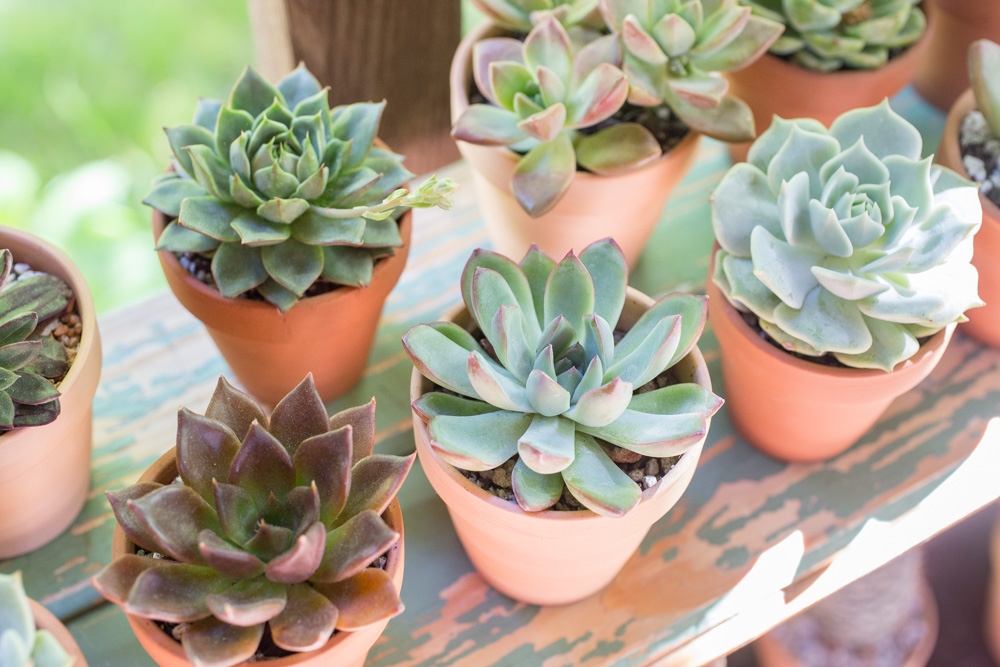 How to Grow Succulents for Beginners | FaithFoodFamilyFun