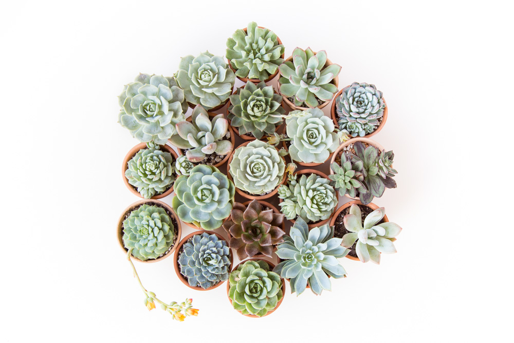 How to Grow Succulents - A Comprehensive Guide | FaithFoodFamilyFun