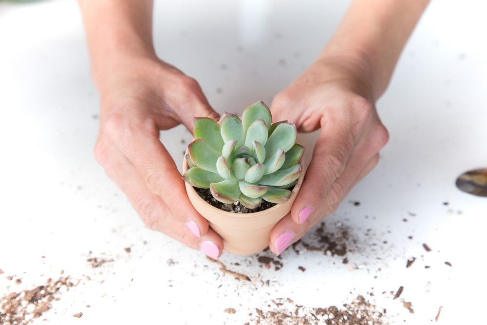 How to Grow Succulents for Beginners | FaithFoodFamilyFun